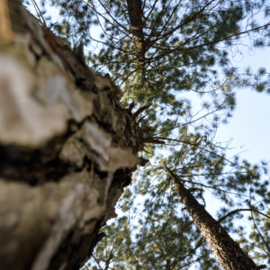 Nature & Animal Photography Packages