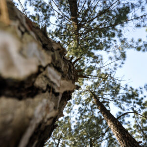 Nature & Animal Photography